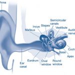 the human ear is delicate